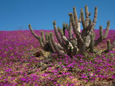 Far fiorire il deserto: per una riforma del dottorato di ricerca